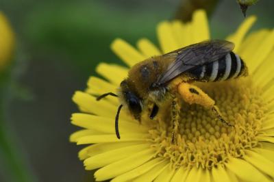 <i>Colletes similis</i>