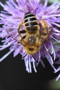 <i>Dasypoda hirtipes</i>