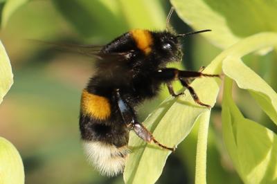 <i>Bombus terrestris/lucorum</i>