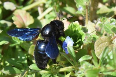 <i>Xylocopa</i>