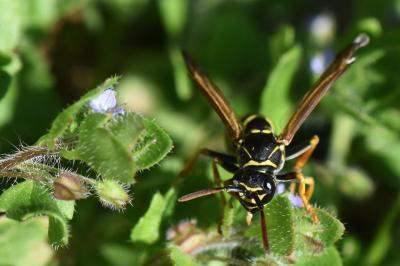 <i>Polistes nimpha</i>