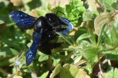 <i>Xylocopa</i>