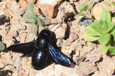 <i>Xylocopa</i>