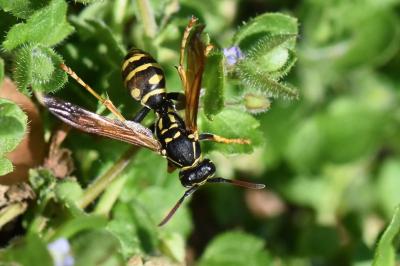 <i>Polistes nimpha</i>