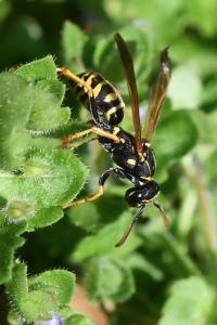 <i>Polistes nimpha</i>