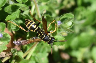 <i>Polistes nimpha</i>