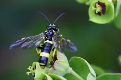<i>Zonuledo distinguenda</i>