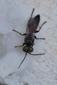 <i>Tachysphex pompiliformis</i>