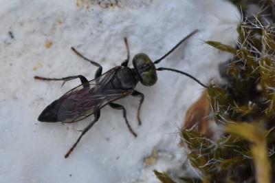 <i>Tachysphex pompiliformis</i>
