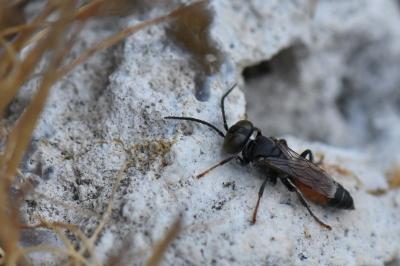 <i>Tachysphex pompiliformis</i>