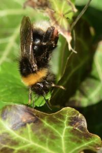 Psithyre sylvestre