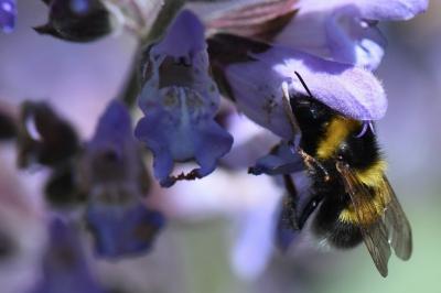 Bourdon des jardins