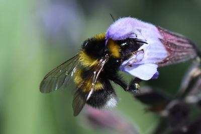 Bourdon des jardins