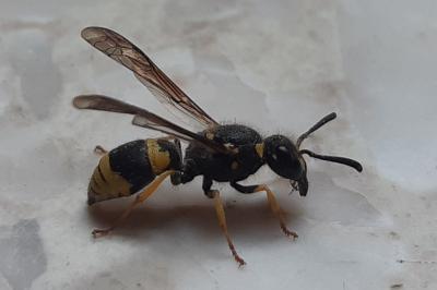 Ancistrocerus nigricornis