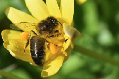 Abeille domestique