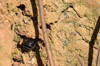 <i>Colletes cunicularius</i>