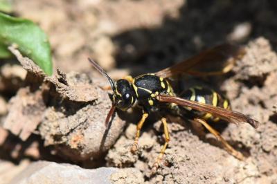 <i>Polistes nimpha</i>