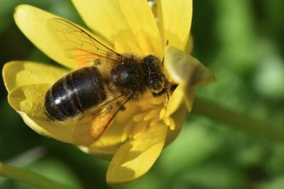 Abeille domestique