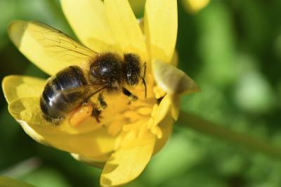 Abeille domestique