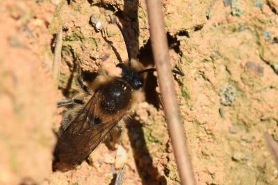 <i>Colletes cunicularius</i>
