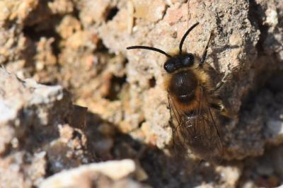 <i>Colletes cunicularius</i>