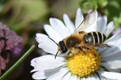 Andrène gravide