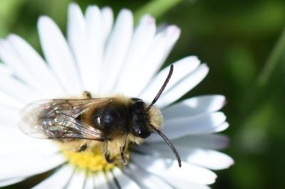 <i>Colletes cunicularius</i>