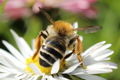 Andrena gravida