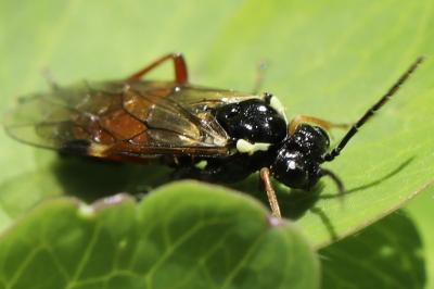 <i>Aglaostigma aucupariae</i>