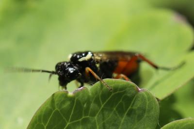 <i>Aglaostigma aucupariae</i>