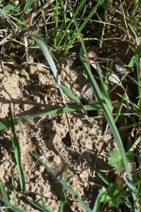 <i>Colletes cunicularius</i>