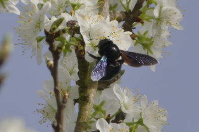 <i>Xylocopa</i>
