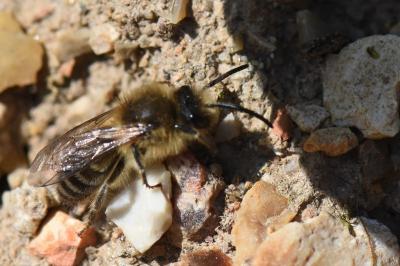 <i>Colletes cunicularius</i>