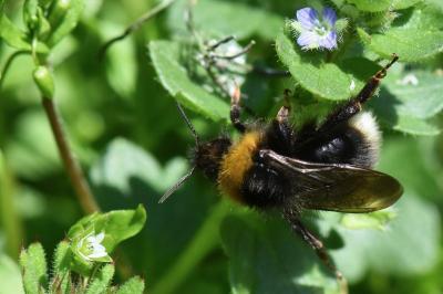 Psithyre sylvestre