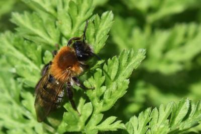 Andrena nitida