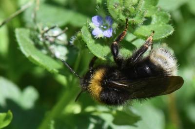 Psithyre sylvestre