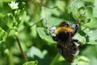 Psithyre sylvestre