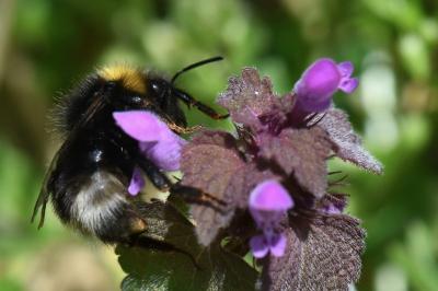 Psithyre sylvestre