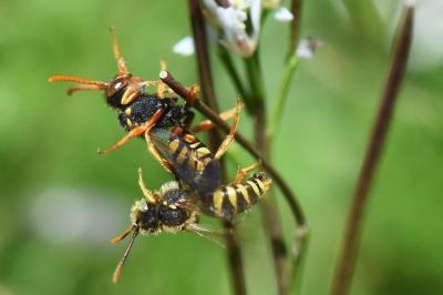 Nomada fucata
