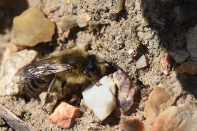 <i>Colletes cunicularius</i>