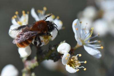 Andrena fulva