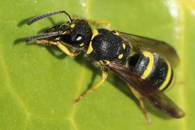 Ancistrocerus nigricornis