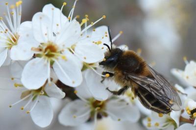 <i>Colletes cunicularius</i>
