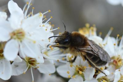 <i>Colletes cunicularius</i>