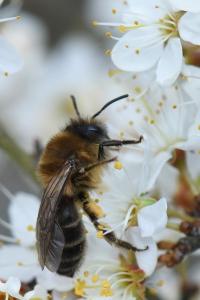 <i>Colletes cunicularius</i>
