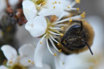 <i>Colletes cunicularius</i>