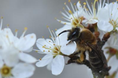 <i>Colletes cunicularius</i>