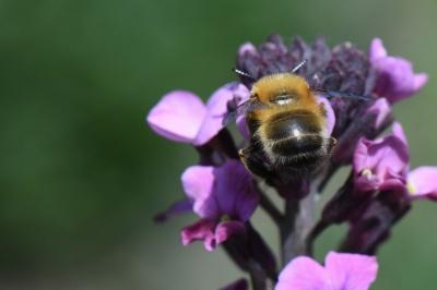 Anthophore à pattes plumeuses