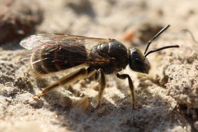 <i>Lasioglossum</i>