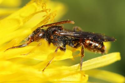 <i>Nomada</i>